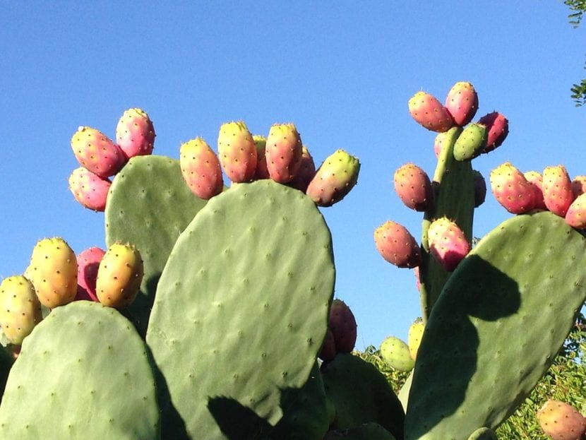 Ejemplar adulto de Opuntia ficus-indica con sus palas o cladodios
