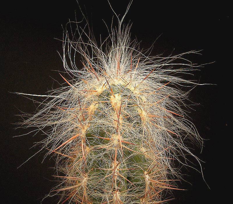Ejemplar columnar de Oreocereus celsianus cubierto de lana blanca