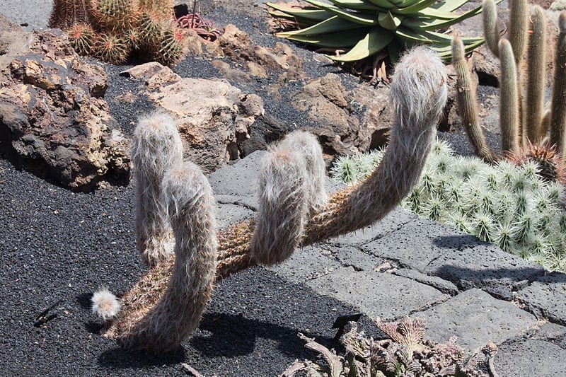 Oreocereus celsianus cultivado en un jardín de exterior