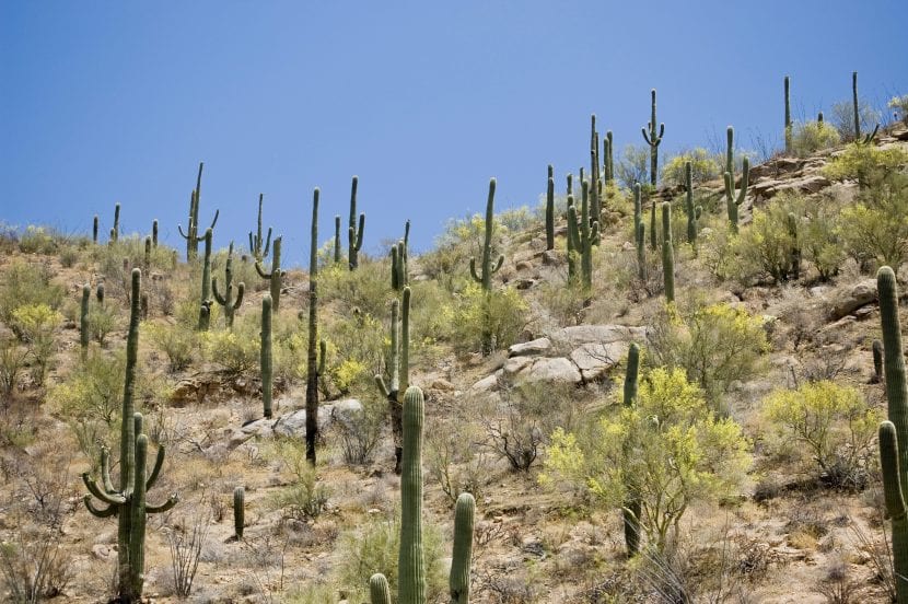 Carnegiea gigantea, el saguaro del desierto de Sonora