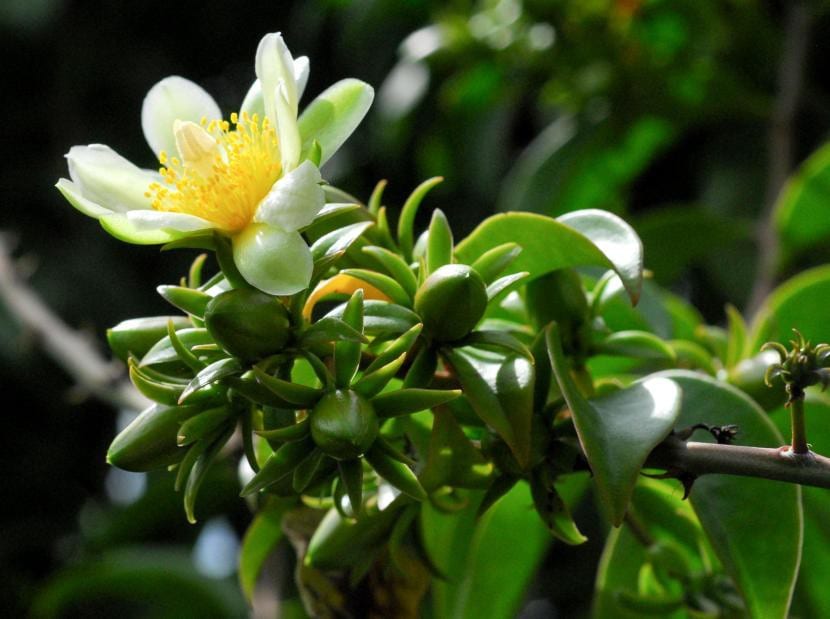 Pereskia aculeata, un cactus con hojas verdaderas