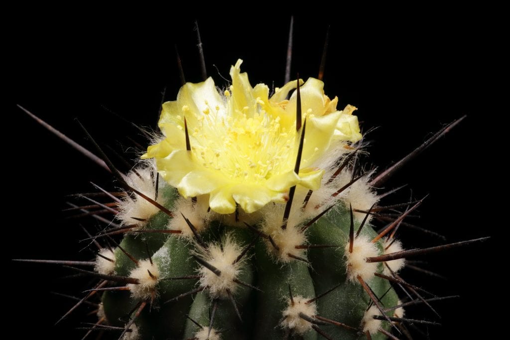Origen de los cactus: de dónde vienen y cuándo surgieron