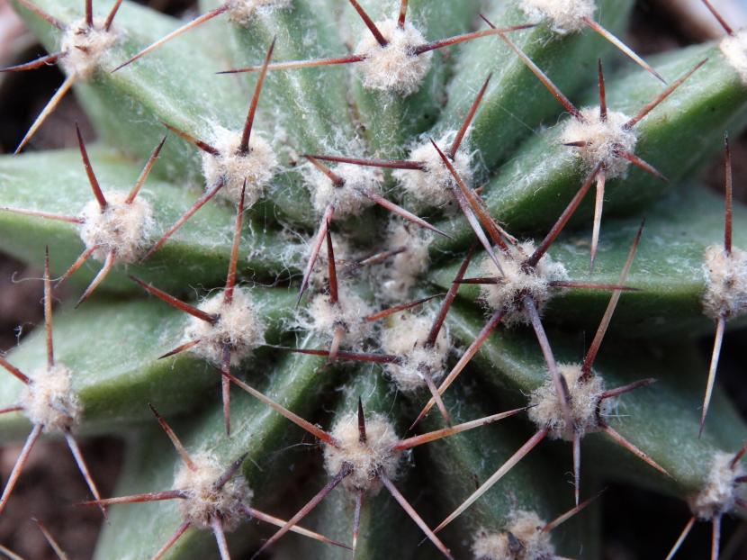 Cactus: origen, evolución y guía de cuidados