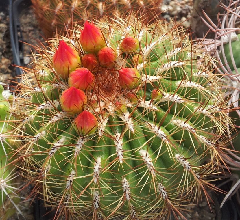 Ejemplar de Oroya peruviana con sus espinas pectinadas