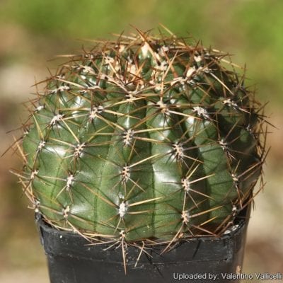 Oroya peruviana var. depressa, de cuerpo achatado