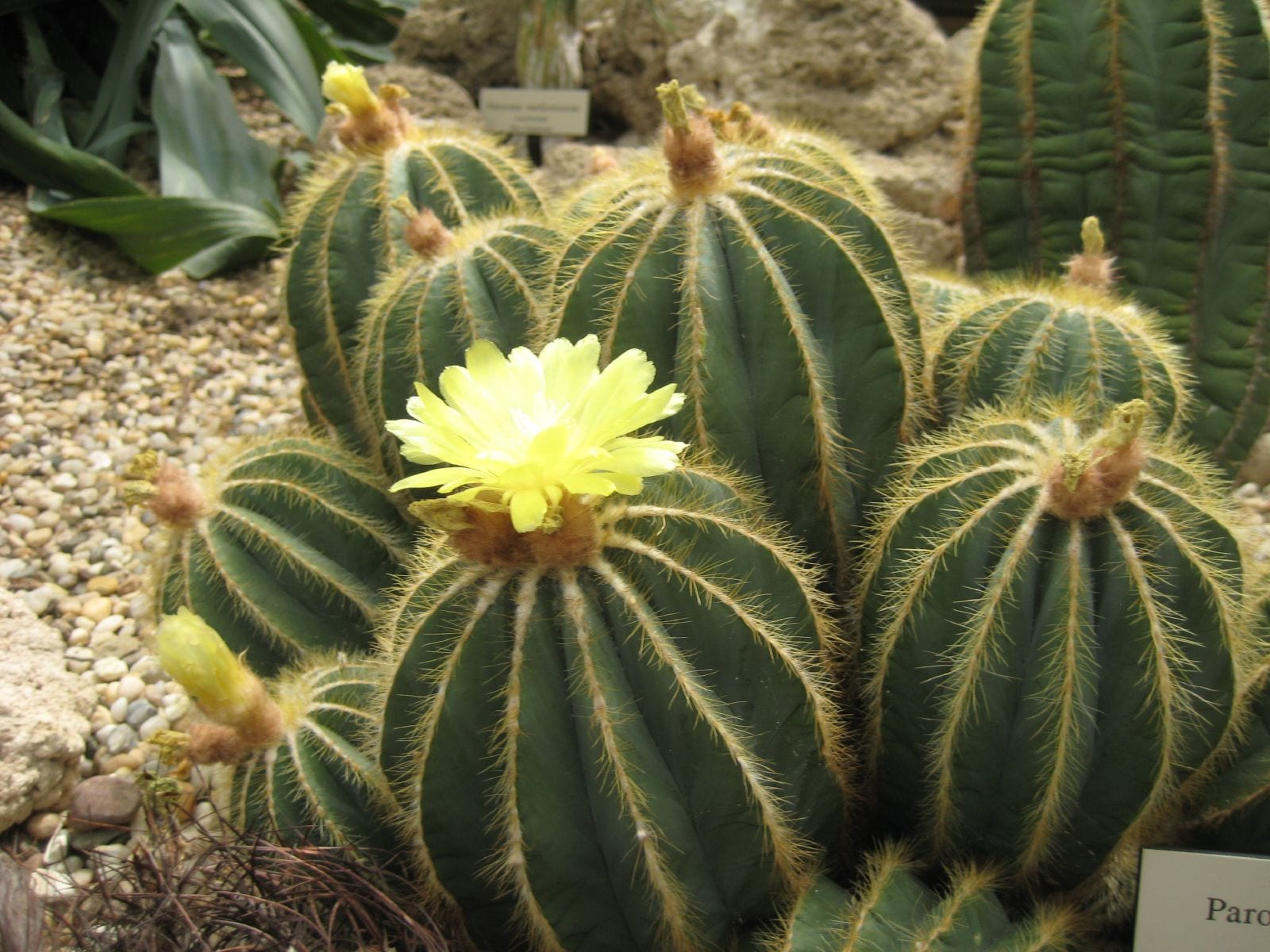 Parodia magnifica: cuidados, riego y floración