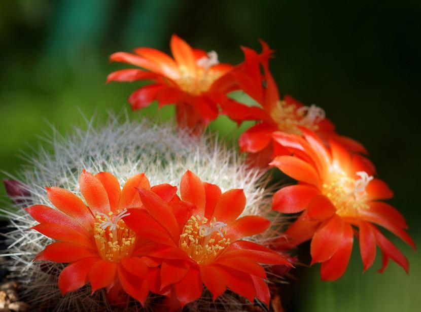 Partes del cactus y qué función cumple cada una