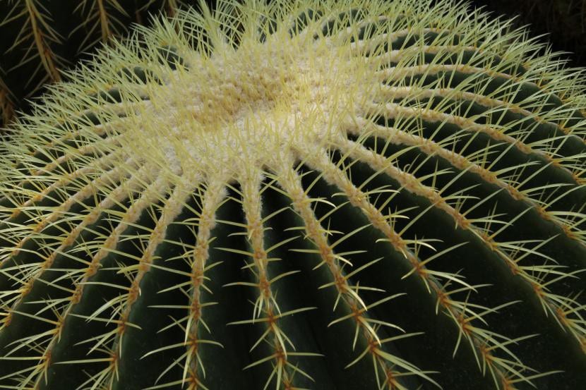 Echinocactus grusonii con costillas marcadas y espinas doradas