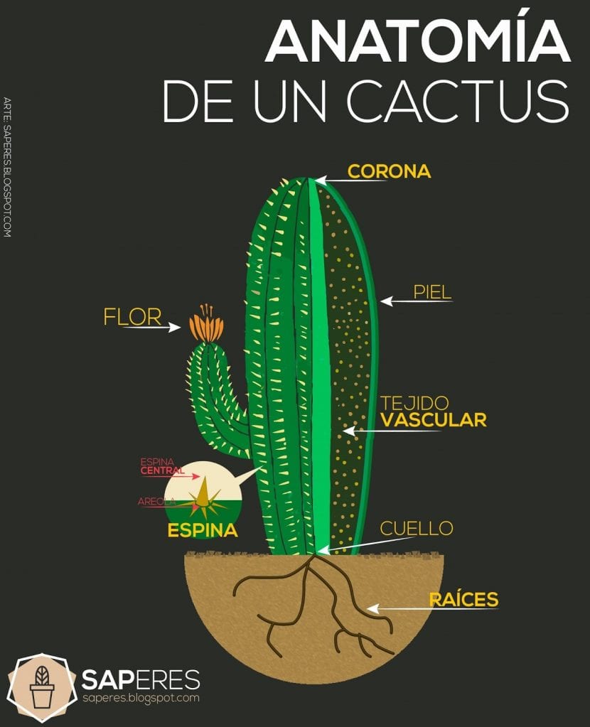 Esquema con las partes de un cactus señaladas