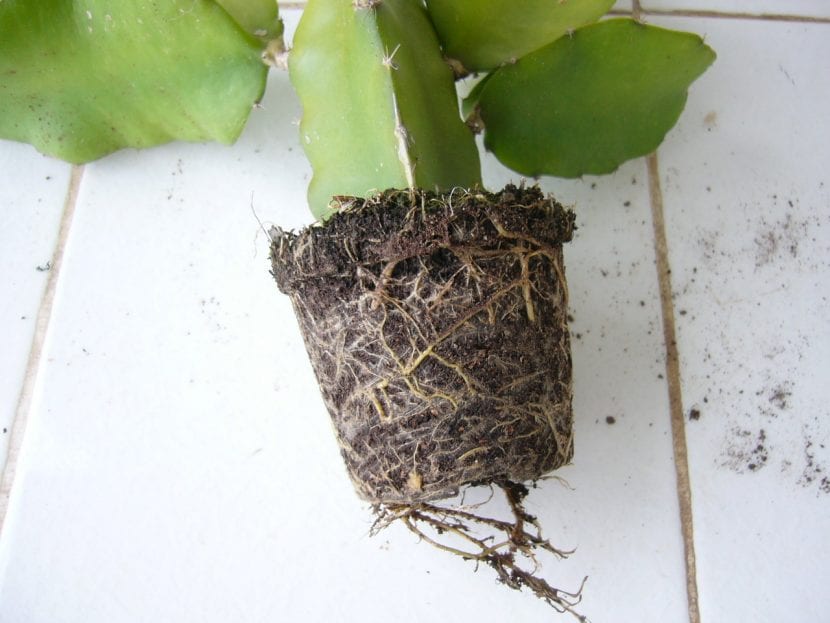 Sistema de raíces superficiales de un cactus fuera de la maceta
