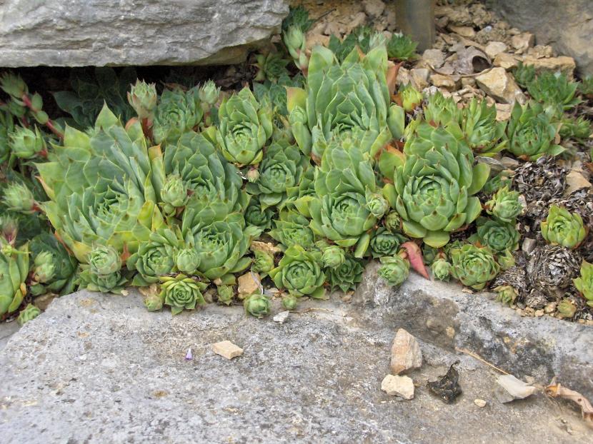 Colonia de Sempervivum tectorum