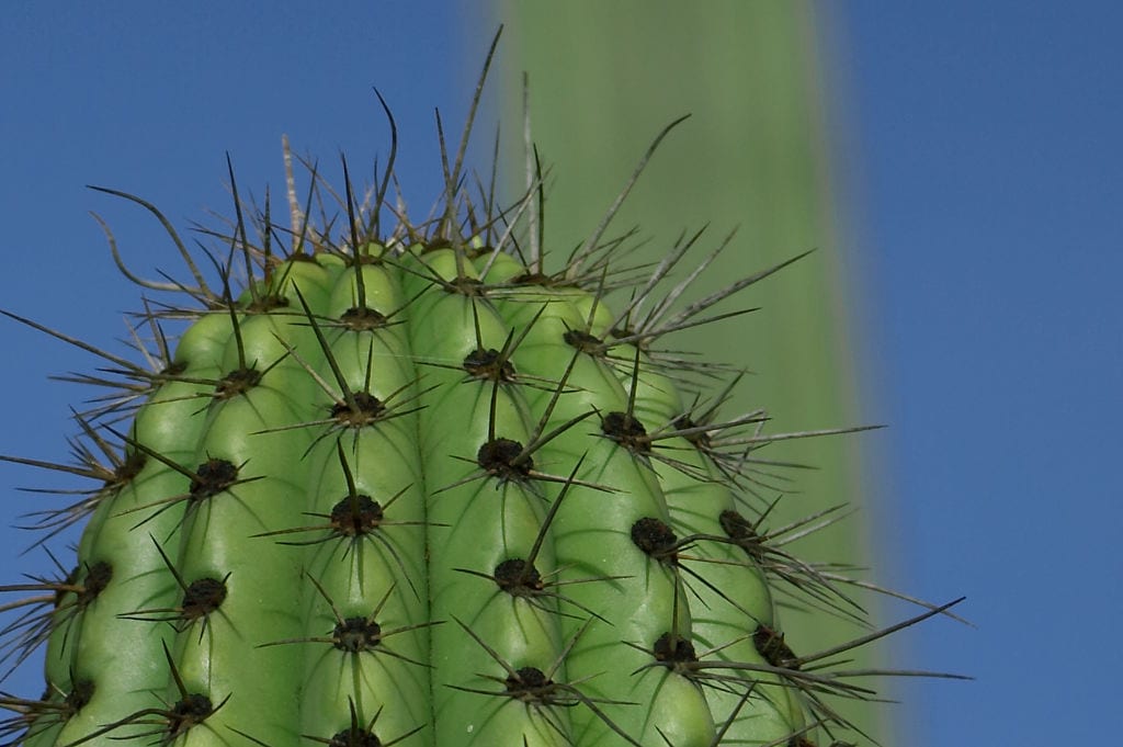 Costillas y espinas de un cactus columnar