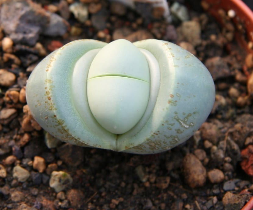 Argyroderma de piel gris azulada creciendo entre gravilla de cuarzo