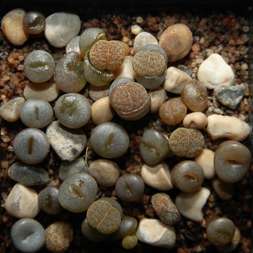 Lithops fulviceps, piedra viviente africana, mostrando el par de hojas fusionadas con la cara superior moteada