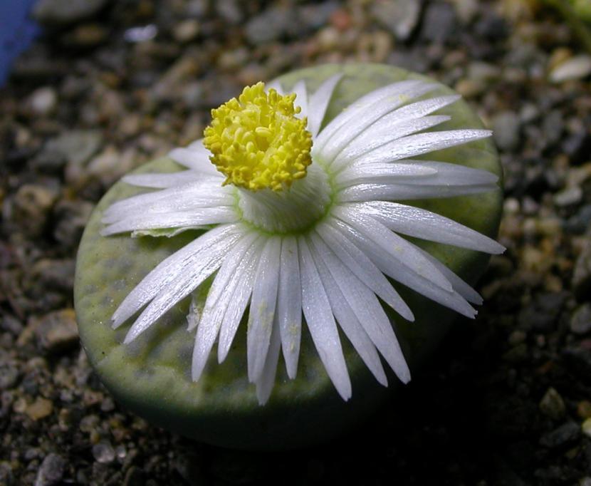 Suculentas africanas enanas: Lithops, Conophytum y más