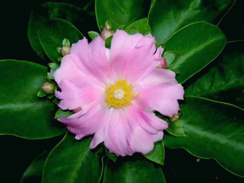 Flor rosa de Pereskia grandifolia, con numerosos pétalos y estambres amarillos