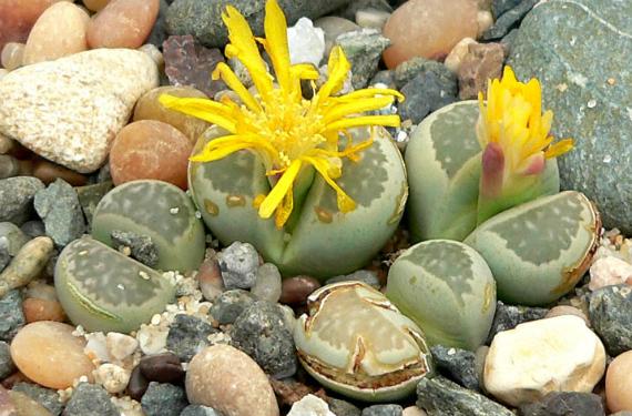 Ejemplares de Lithops entre grava, mostrando la fisura central y el dibujo de la cara superior