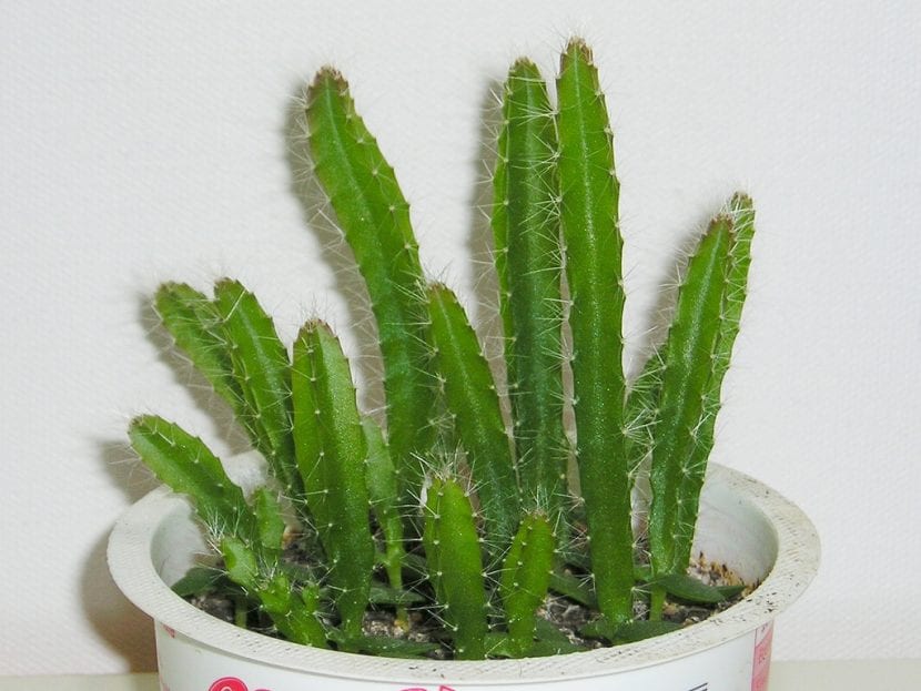 Planta de pitahaya con tallos triangulares colgando de su soporte