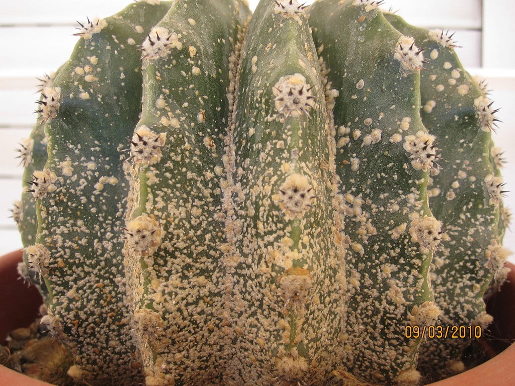 Plagas de los cactus y las plantas crasas: guía práctica