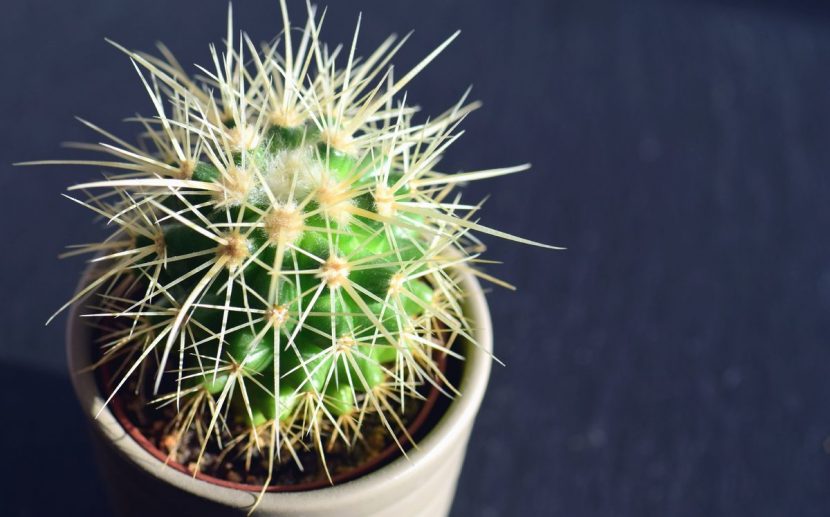Cactus recién plantados en macetas con acabado de gravilla