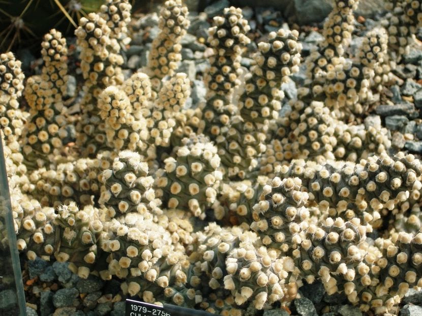Tephrocactus molinensis con su cubierta cerosa blanquecina natural