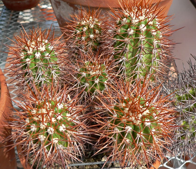 Ejemplar de Copiapoa taltalensis cultivado en maceta