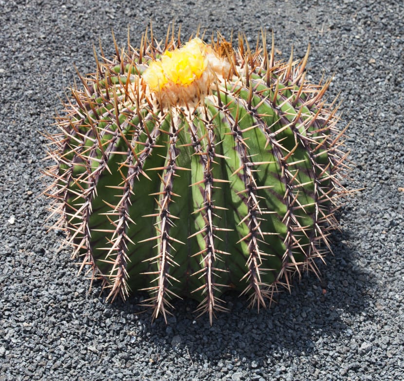 Echinocactus platyacanthus con espinación densa y sana
