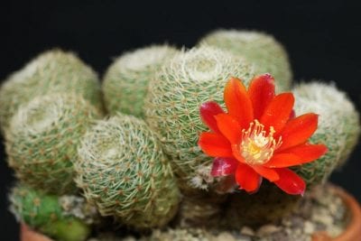Rebutia heliosa con una gran flor naranja abierta sobre el cuerpo del cactus