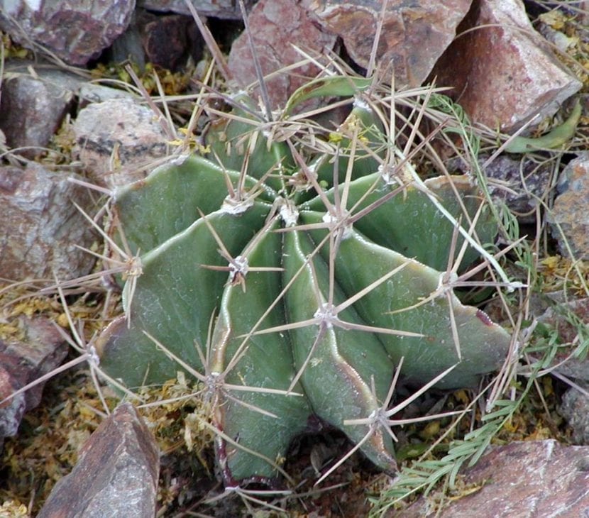 Ejemplar de Astrophytum ornatum, el cactus estrella más común en cultivo