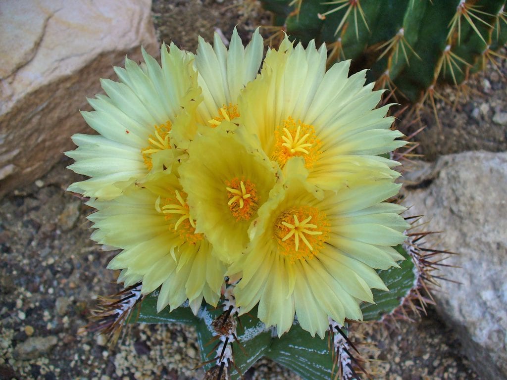 Reproducir el cactus estrella por semillas e injerto
