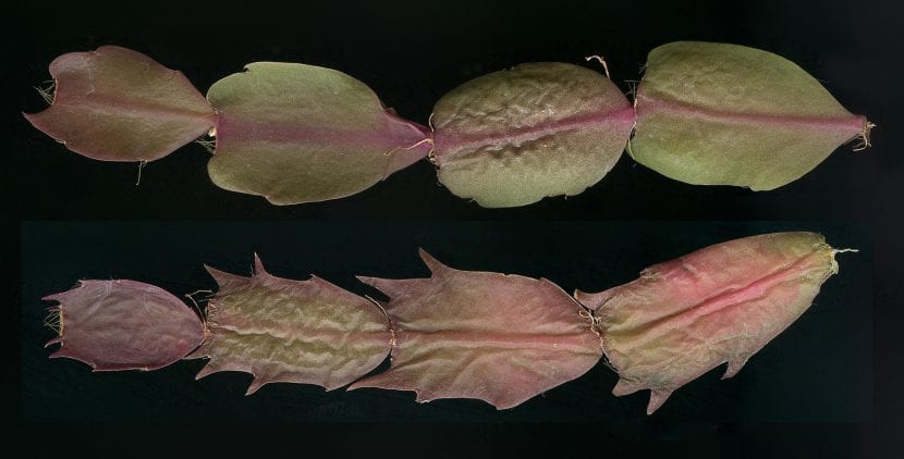 Esquejes de Schlumbergera preparados para enraizar