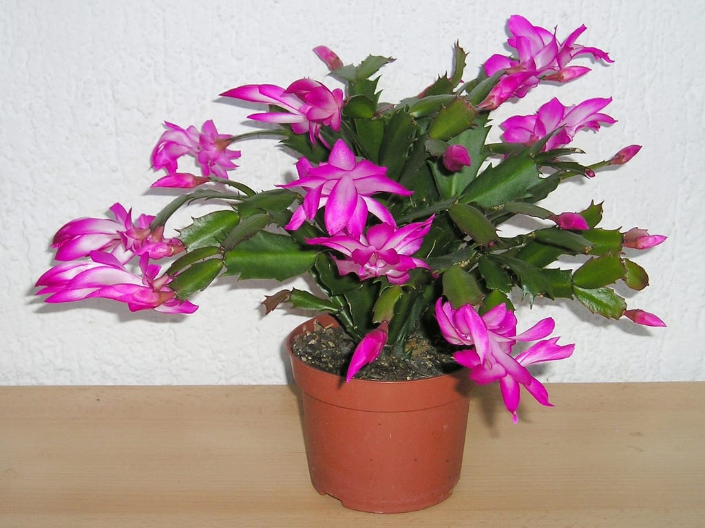 Reproducir el cactus de Navidad paso a paso