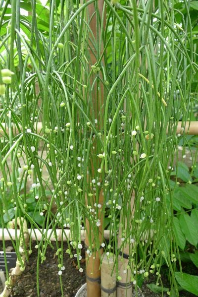 Detalle de Rhipsalis baccifera subsp. baccifera con sus tallos verticilados