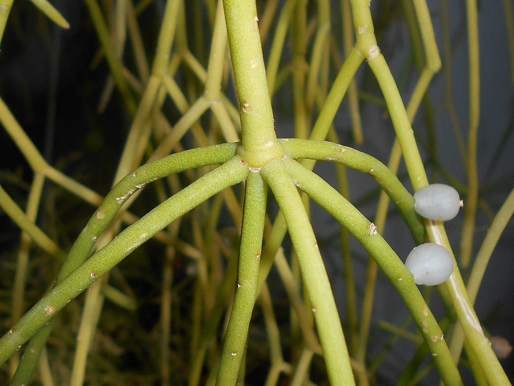 Rhipsalis baccifera: cuidados del cactus muérdago