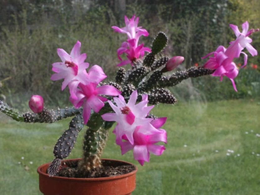Flor rosada y zigomorfa de Schlumbergera opuntioides