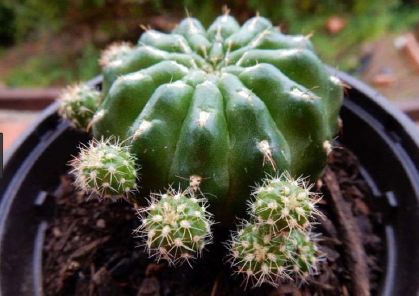 ¿Da mala suerte tener un cactus en casa? Mito y realidad