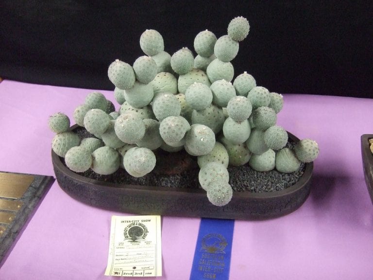 Tephrocactus geometricus con artejos esféricos de tono violáceo