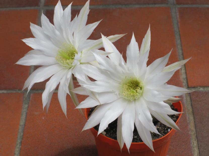 Flor blanca de Echinopsis subdenudata completamente abierta