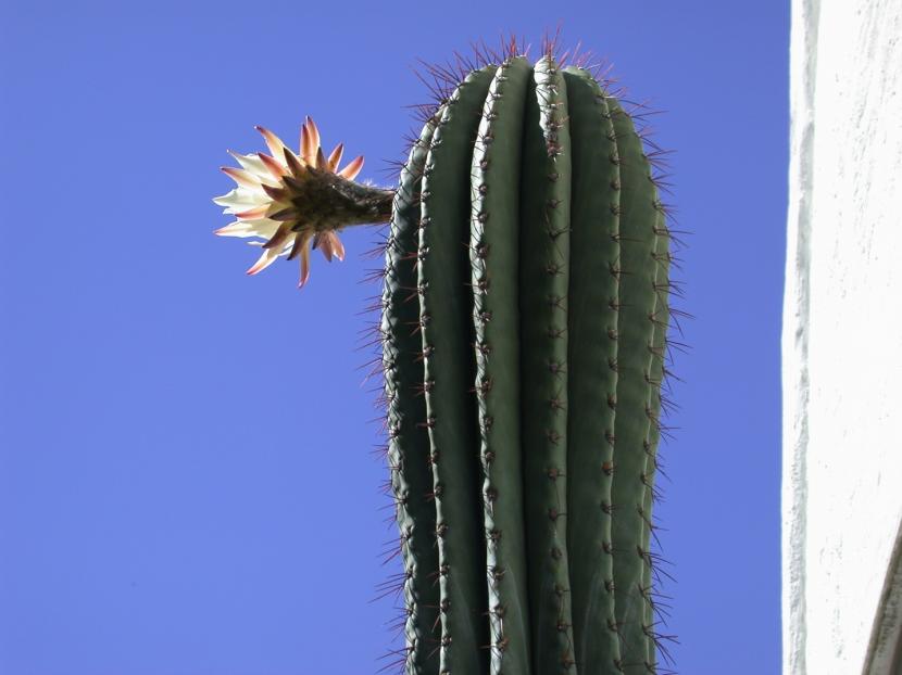 Ejemplar columnar de Trichocereus pasacana en su hábitat