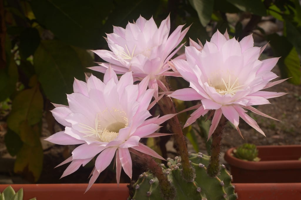 Trichocereus y Echinopsis: guía de cultivo y floración