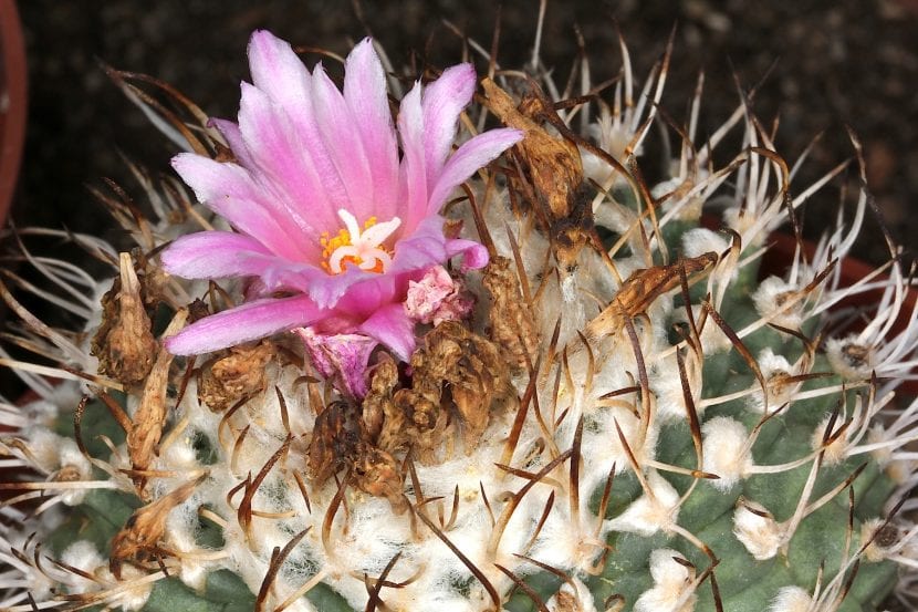 Turbinicarpus alonsoi con sus tubérculos triangulares aplanados