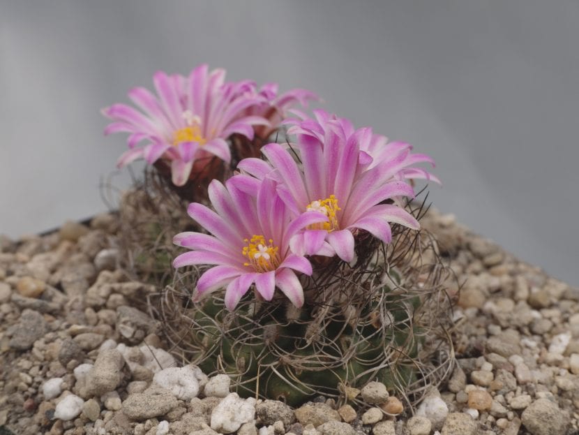 Turbinicarpus pseudomacrochele subsp. lausseri con espinas finas y flexibles