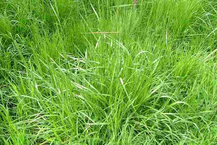 Césped de festuca arundinácea establecido