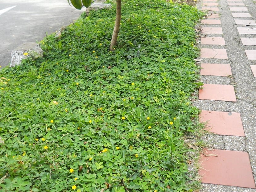 Superficie ajardinada con plantas tapizantes en lugar de césped