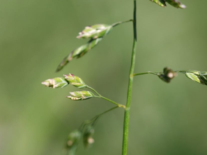 Hojas de la Poa annua vistas de cerca
