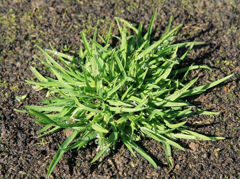 Poa annua: cómo identificarla y controlarla en el césped