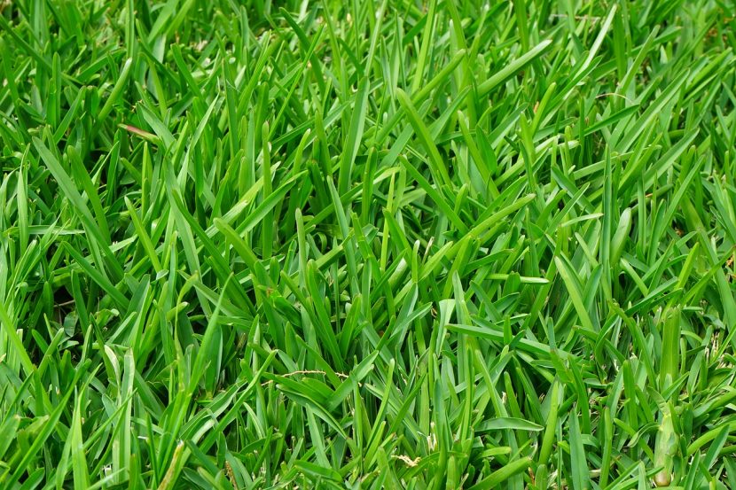 Césped de raygrass perenne recién cortado