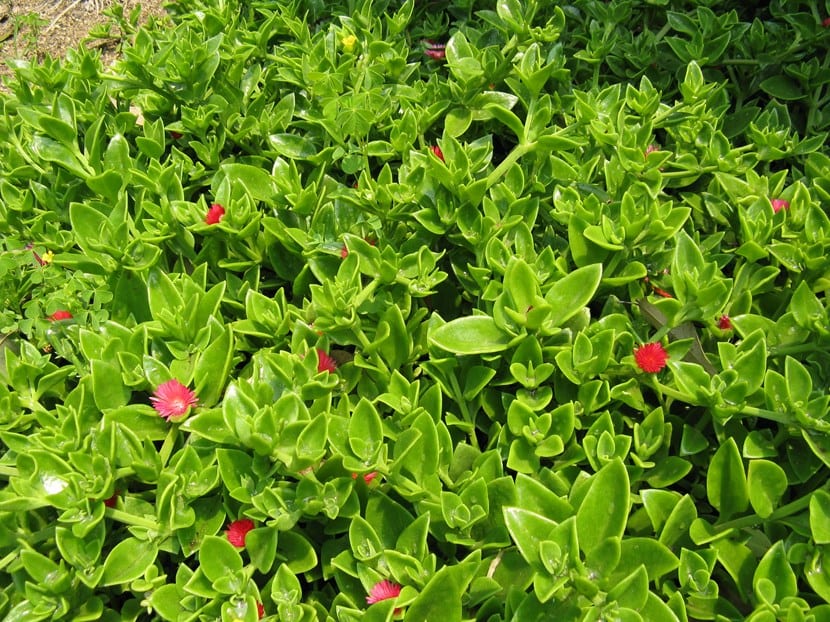 Aptenia cordifolia en flor, con hojas acorazonadas carnosas y flores magenta