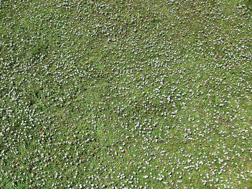 Phyla nodiflora o Lippia nodiflora cubriendo el suelo con sus cabezuelas florales