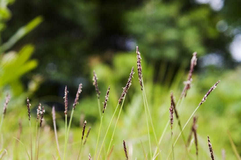 Césped denso de Zoysia japonica